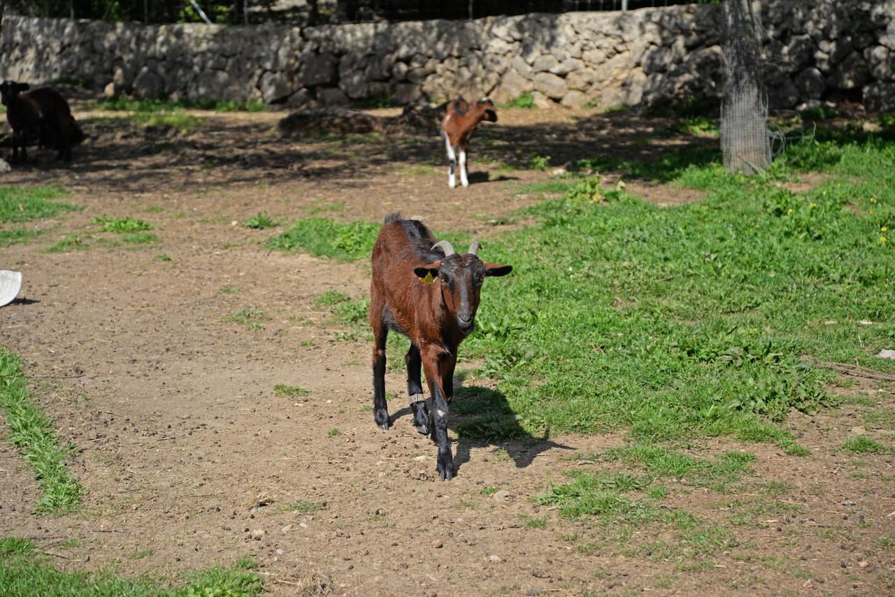 Finca - Agroturisme Sa Parellada بينيبونا المظهر الخارجي الصورة