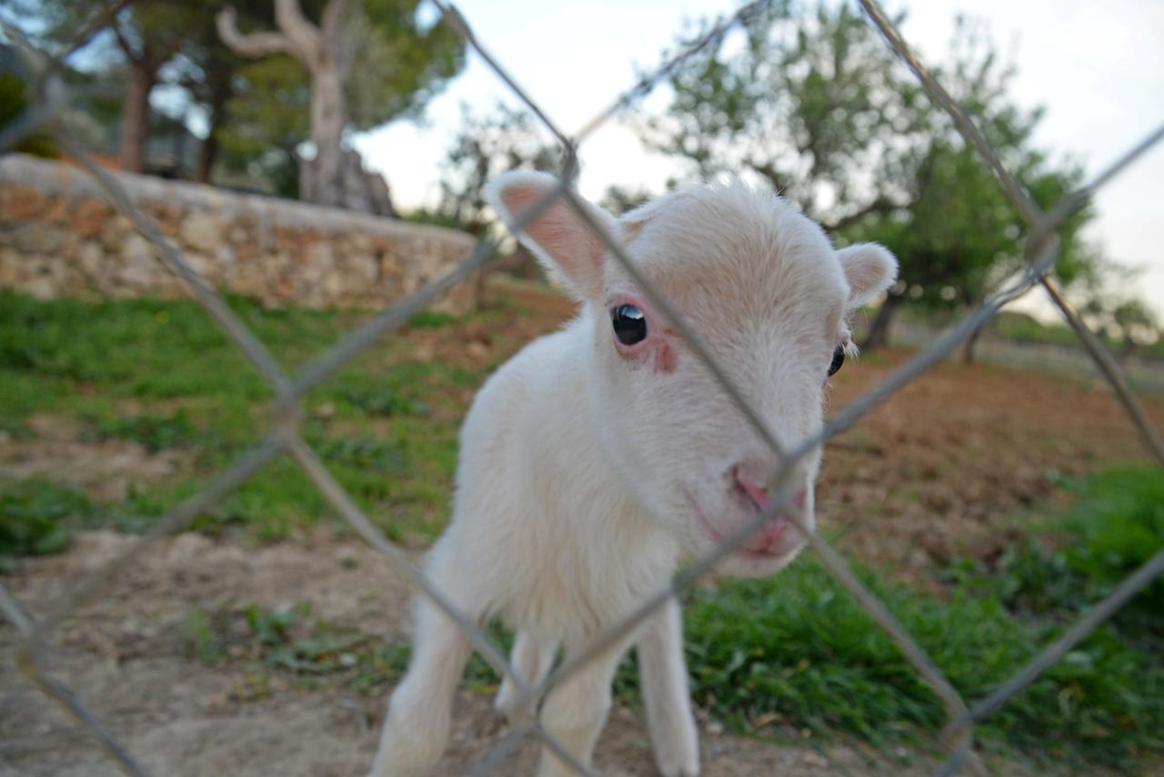 فندق بينيبونافي  Finca - Agroturisme Sa Parellada المظهر الخارجي الصورة